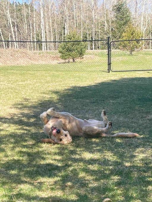 Private Cottage With Huge Private Dog Park! Barrys Bay Exterior foto