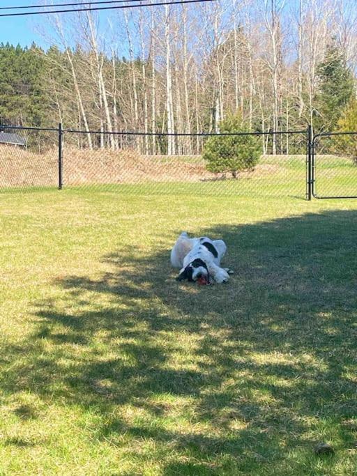 Private Cottage With Huge Private Dog Park! Barrys Bay Exterior foto